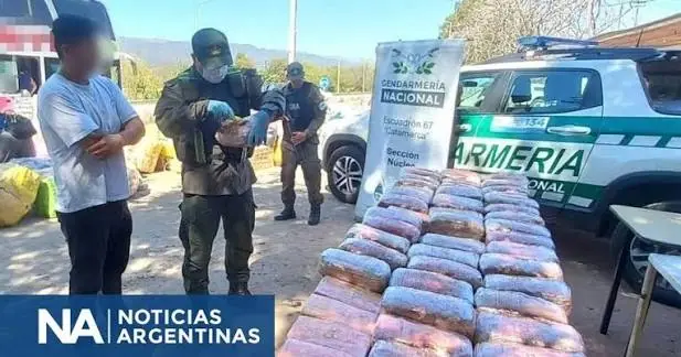 Catamarca: decomisaron marihuana y cocaína escondidas en capibaras de peluche