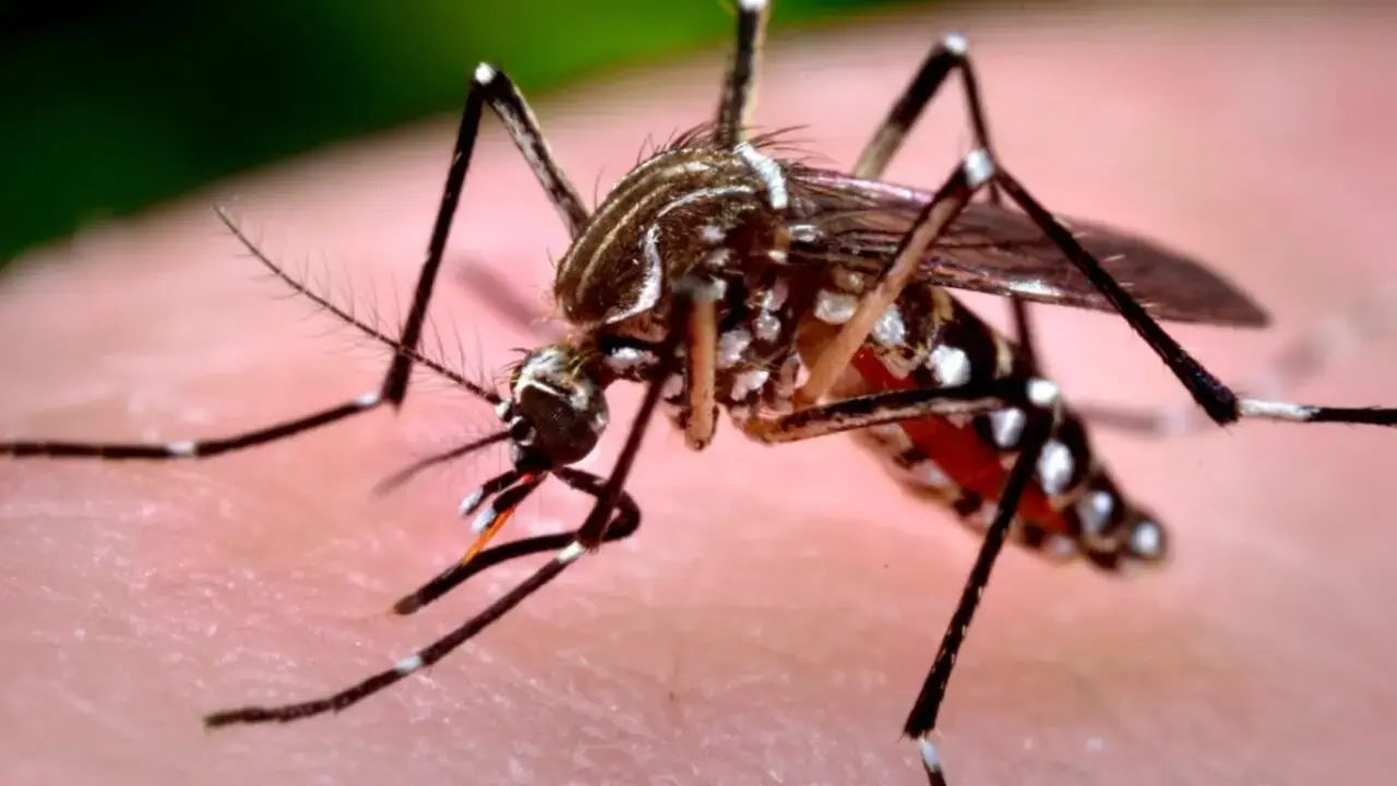 Fiebre chikungunya: se notificaron 51 nuevos casos