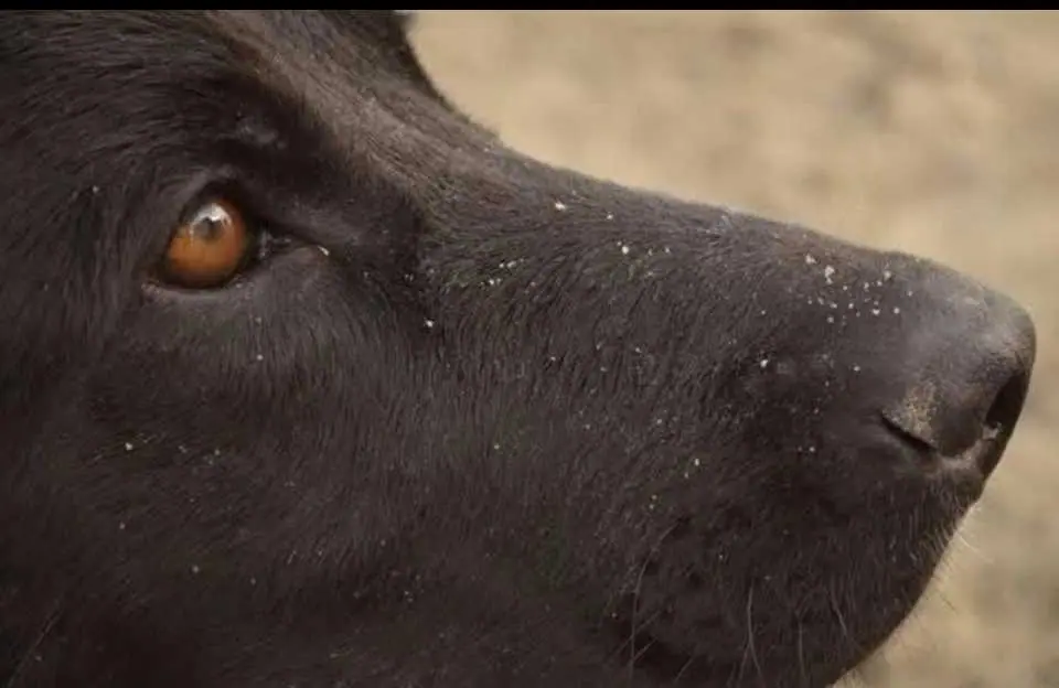Juicio por el envenenamiento de tres perros en Rawson y los riesgos del tóxico usado