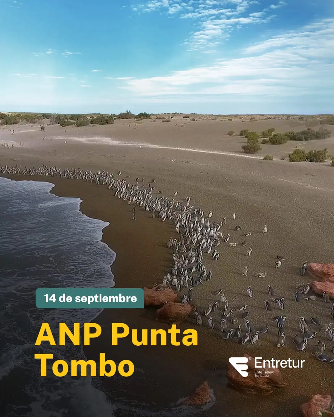 Los pingüinos de Magallanes llegan a Chubut