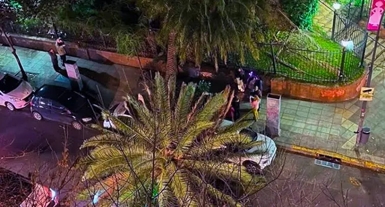 Cayó una palmera del Jardín Botánico