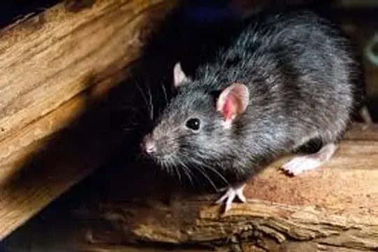 Confirman un nuevo caso de hantavirus en Bariloche