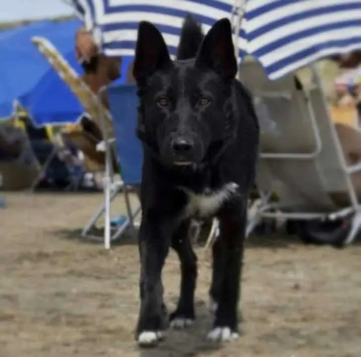 Juicio por el envenenamiento de tres perros: la prueba científica confirmó altas concentraciones de carbofurán
