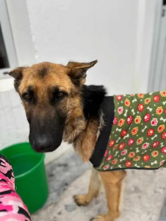 Piden abrir una investigación por el maltrato y crueldad de cuatro perros en Rawson