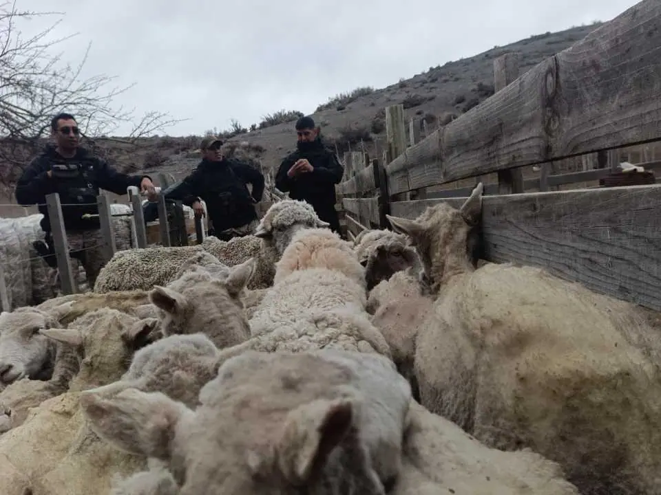 Fiscalía investiga una presunta red de faena clandestina en Tecka